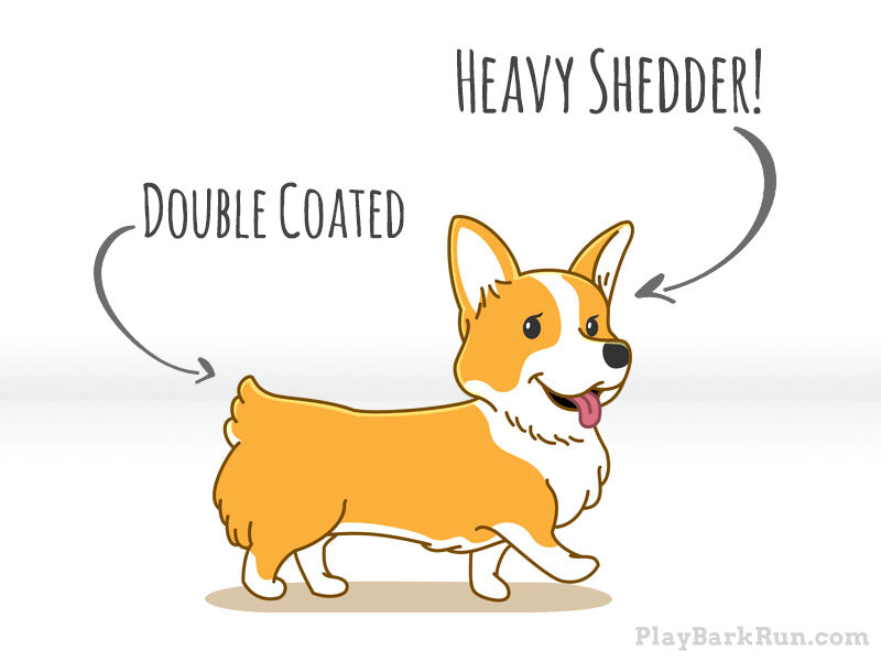 How to deal with Corgi's Shed Tendency